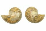 Jurassic Cut & Polished Nautilus (Cymatoceras) Fossil -Madagascar #282748-1